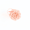 garden-rose-kailani